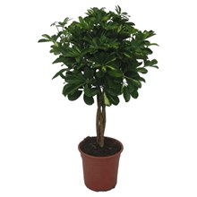 Paraplyplante