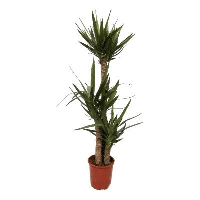 Yacca palme